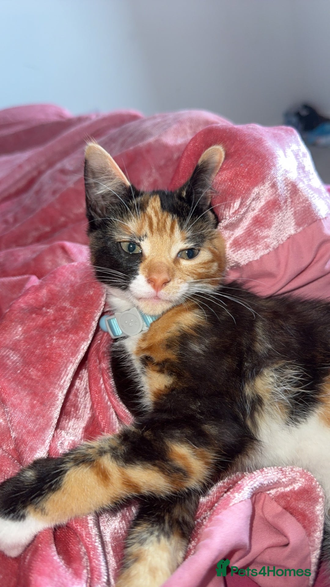 Mixed Breed cats for sale: Beautiful tortoiseshell kitten - Image 1