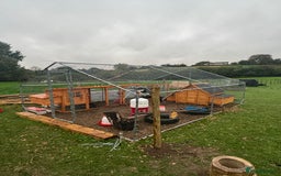 Chickens poultry for sale: Job lot chicken set up including 9 chickens - Image 1