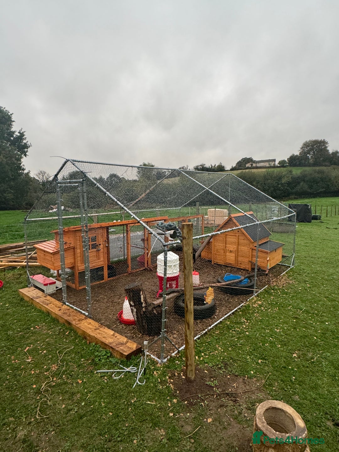 Chickens poultry for sale: Job lot chicken set up including 9 chickens - Image 1