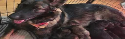 German Shepherd dogs for sale: German Shepherd Puppies in Northwich - Advert 17