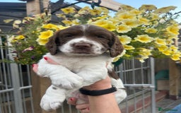 English Springer Spaniel dogs for sale: Beautiful litter of KC reg ESS - Image 23