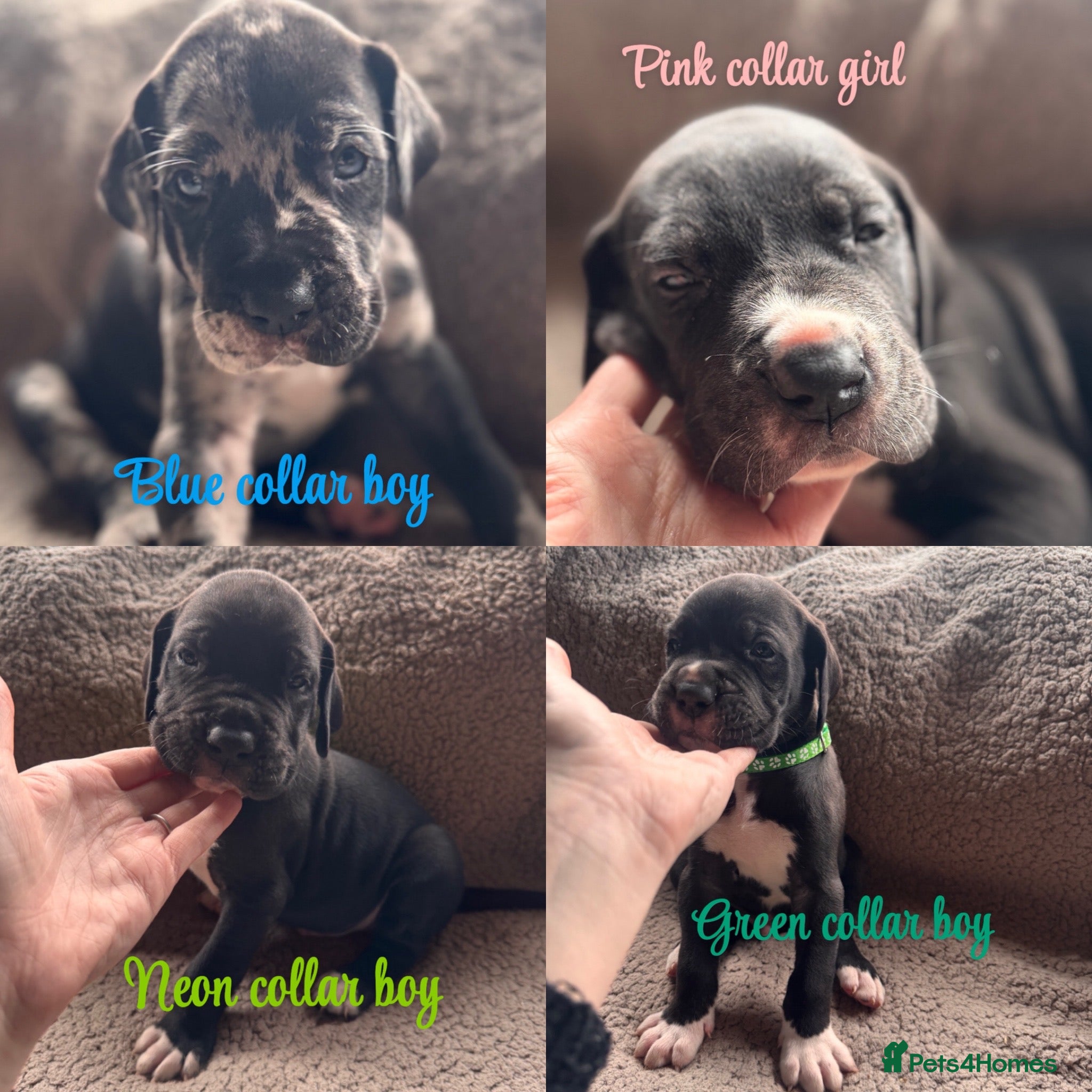 Great Dane dogs KC registered Great Dane pups - Advert 1