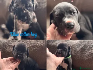 Great Dane dogs KC registered Great Dane pups - Advert 5