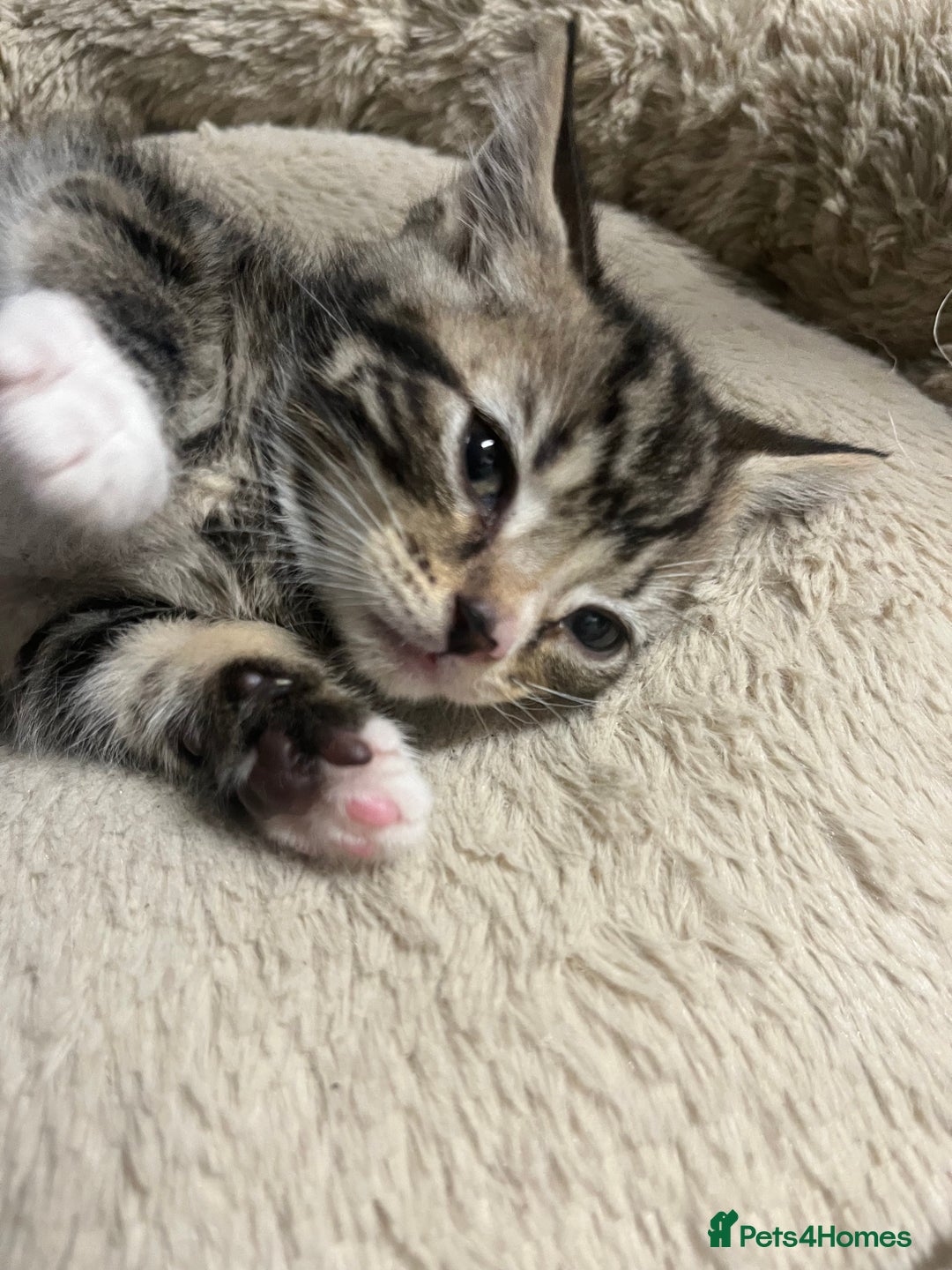 Mixed Breed cats for sale: 🐾 Beautiful 6week old mix tabby Kittens - Advert 10