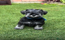 Miniature Schnauzer dogs for sale: Pure bred Miniature Schnauzer Puppies for Sale - Image 6