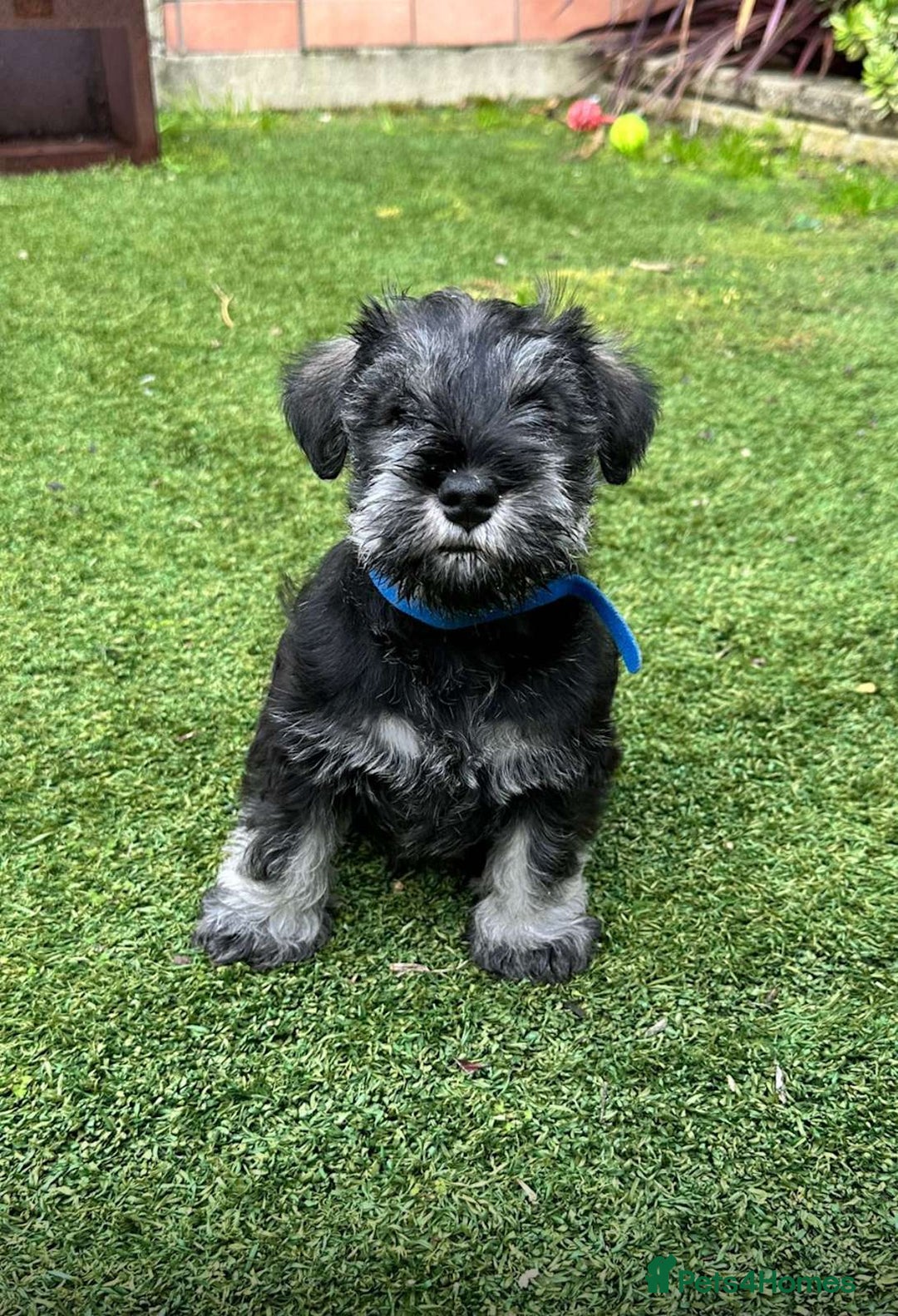 Miniature Schnauzer dogs for sale: Pure bred Miniature Schnauzer Puppies for Sale - Image 6