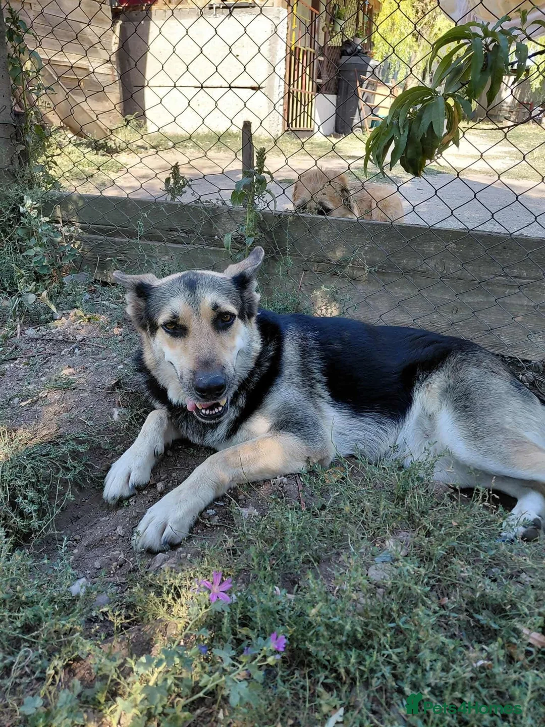 German Shepherd dogs for adoption: Fabulous Flossy - Advert 2