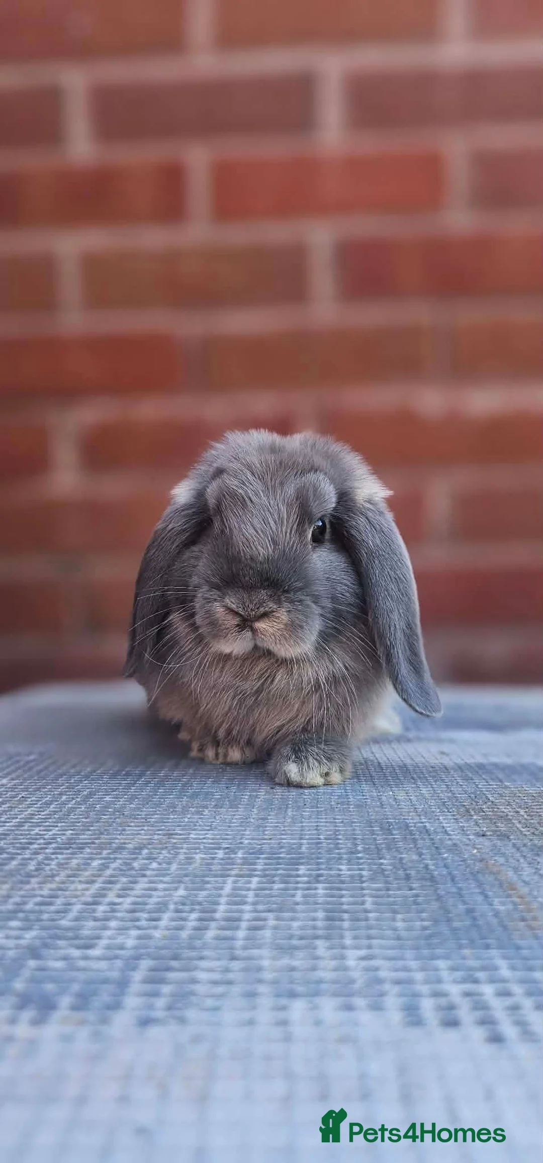 Mini Lop rabbits for sale: Mini Lops For Sale  - Advert 2