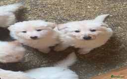 German Shepherd dogs for sale: German Shepherd puppies  - Advert 10