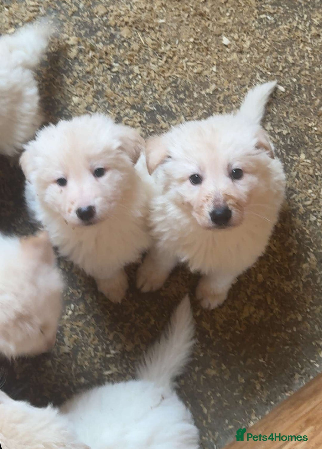 German Shepherd dogs for sale: German Shepherd puppies  - Advert 10