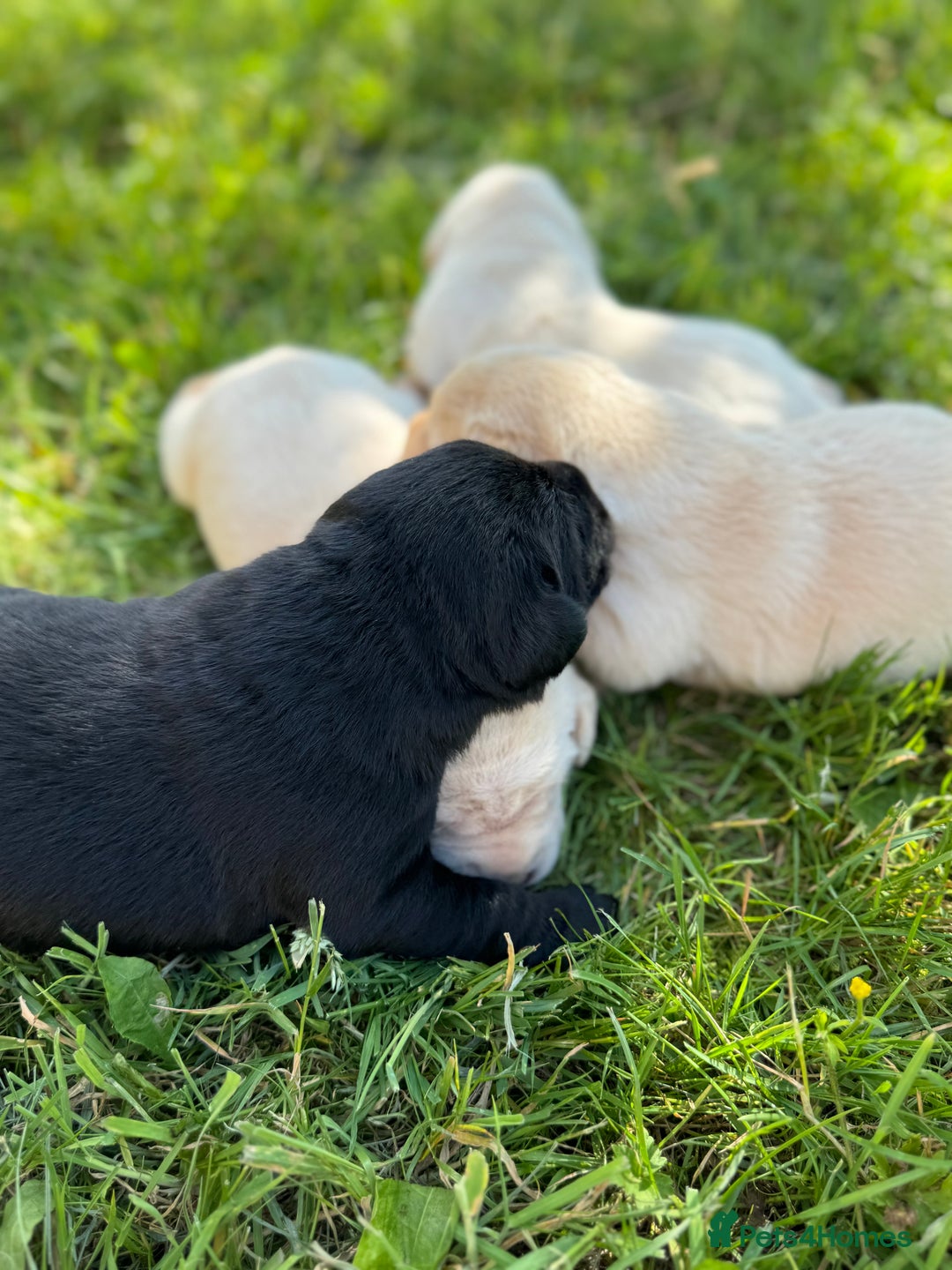 Labrador Retriever dogs for sale: KC health tested Labrador Pups  - Image 10