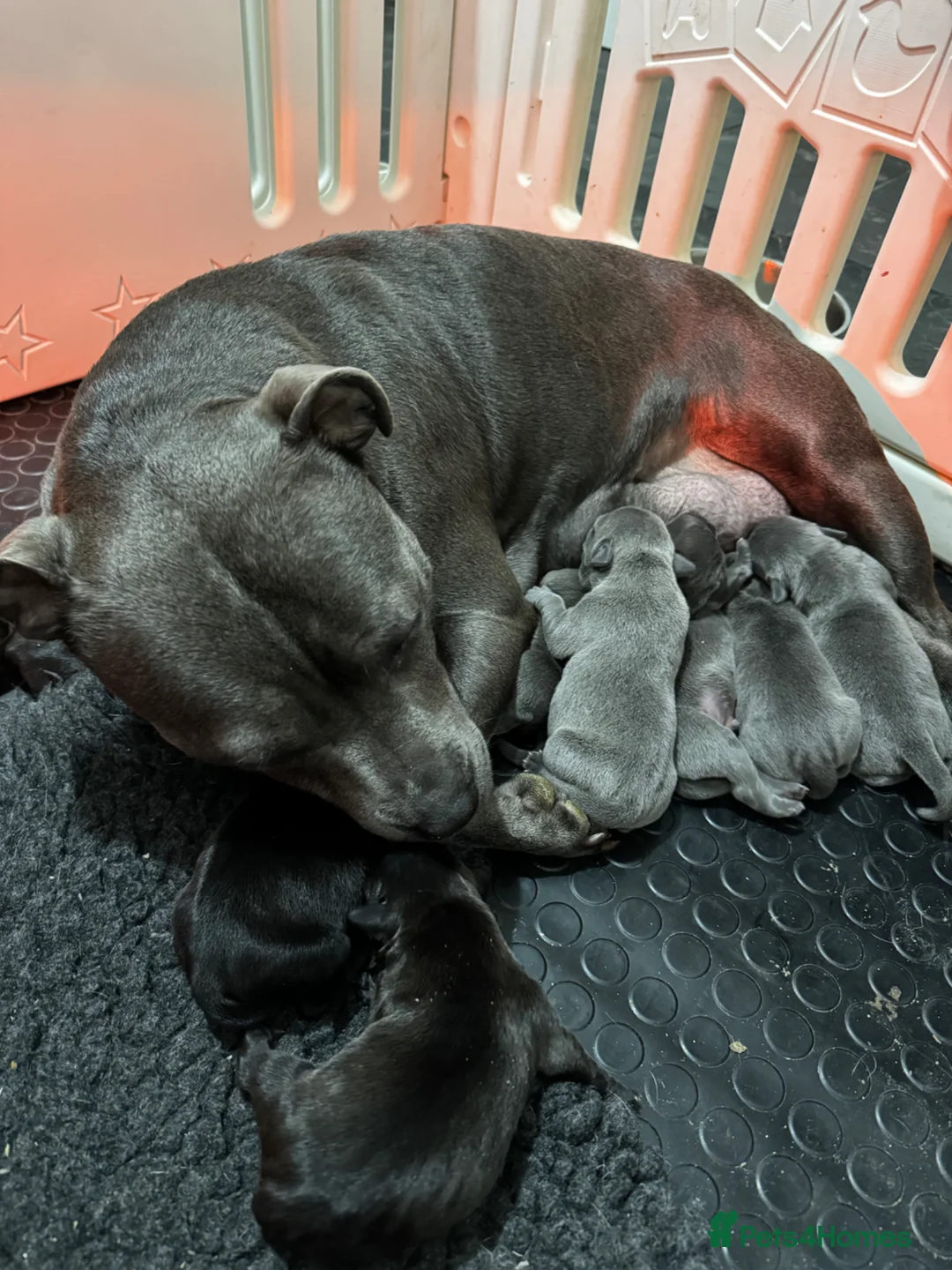 Staffordshire Bull Terrier dogs for sale: KC REG SBT PUPPIES STUNNING STOCKY BLUE & BLACK - Advert 1
