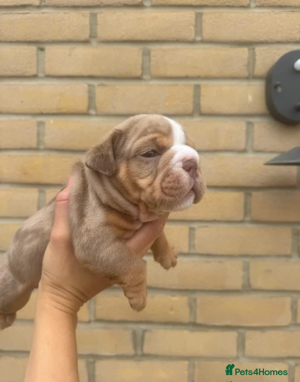 English Bulldog dogs for sale:   Beautiful English Bulldog Puppies  - Advert 12