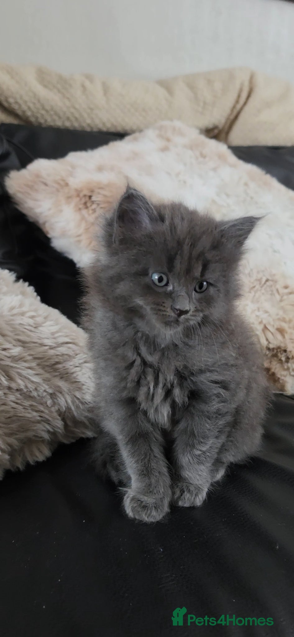 Maine Coon cats for sale: Maine coone &Bsh amazing personality kittens 😸  - Advert 2