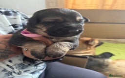German Shepherd dogs for sale: German Shepard puppies  - Image 3