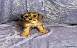 Cavapoo dogs for sale: Stunning rare colour F1 Cavapoo’s  - Image 14