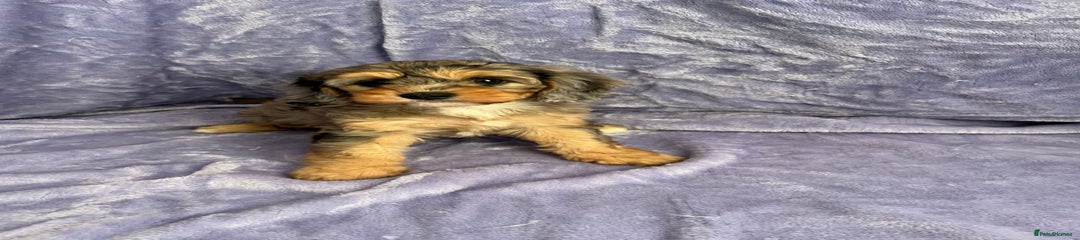 Cavapoo Puppy 3