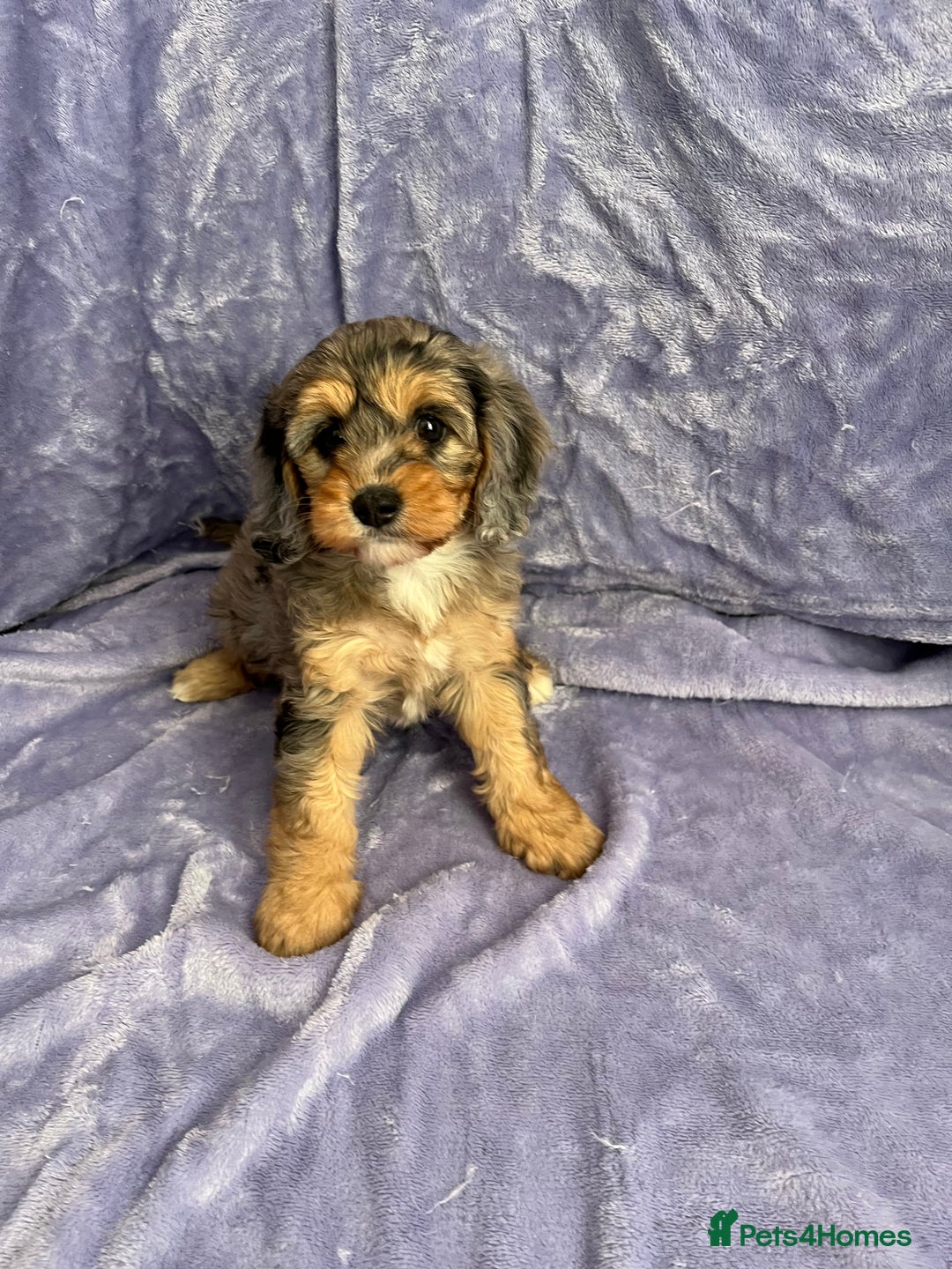 Cavapoo dogs for sale: Stunning rare colour F1 Cavapoo’s  - Image 14