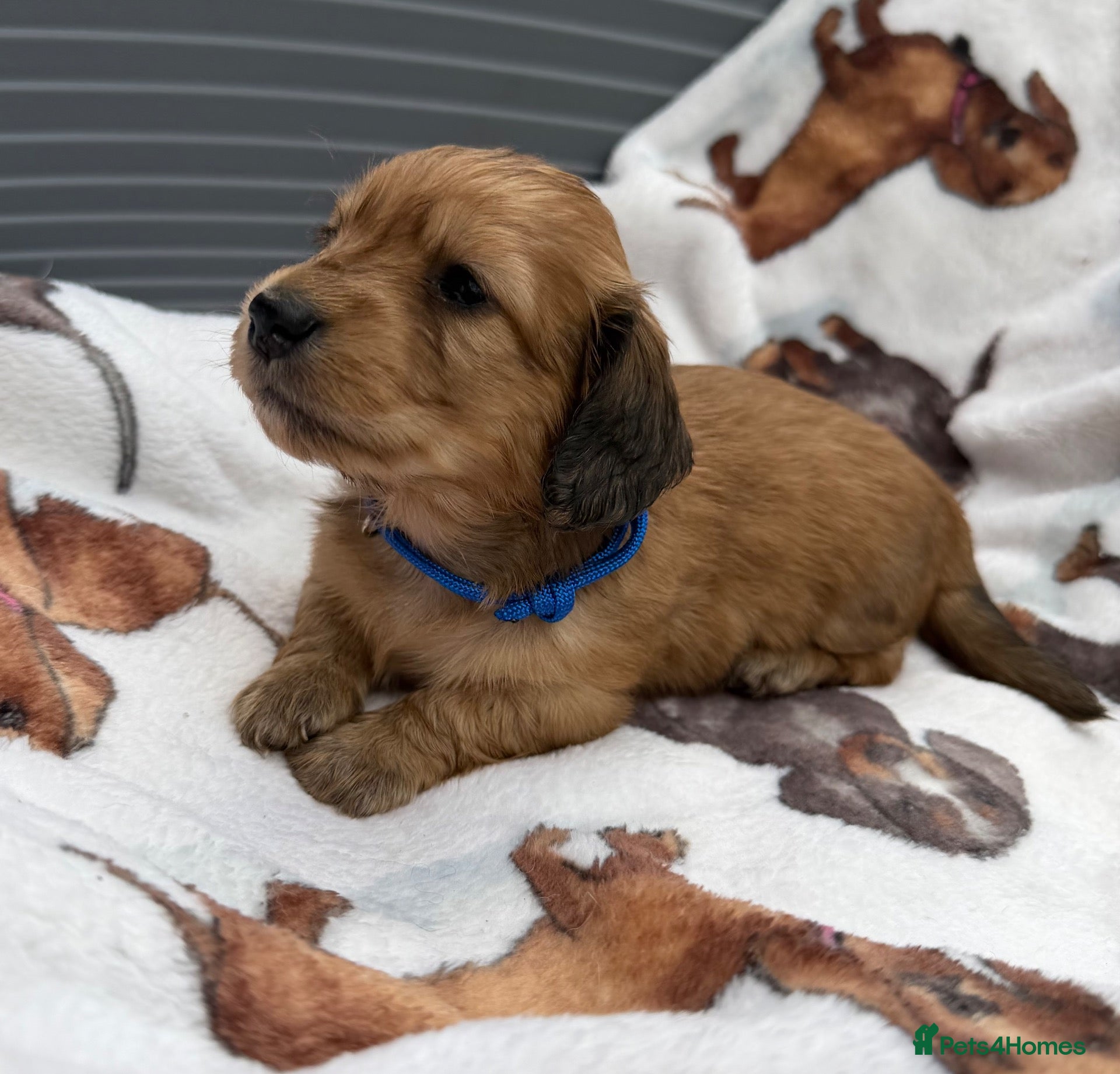 Dachshund dogs Long-haired RKC reg. mini dachshund  - Advert 2
