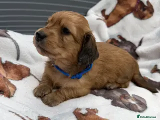 Dachshund dogs Long-haired RKC reg. mini dachshund - Advert 2
