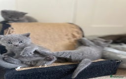 Russian Blue cats for sale: Gorgeous Russian blue/British Shorthair kittens - Advert 4