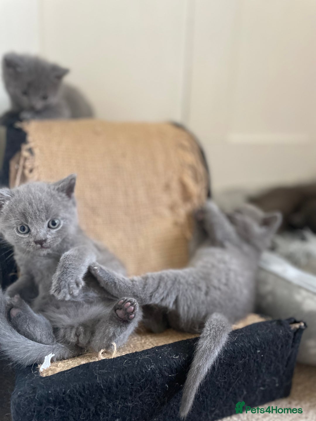 Russian Blue cats for sale: Gorgeous Russian blue/British Shorthair kittens - Advert 4