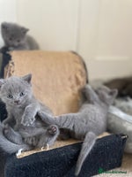 Russian Blue cats Gorgeous Russian blue/British Shorthair kittens - Advert 4