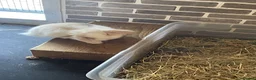 Mini Lop rabbits for sale: Beautiful mini lop babies - Advert 5
