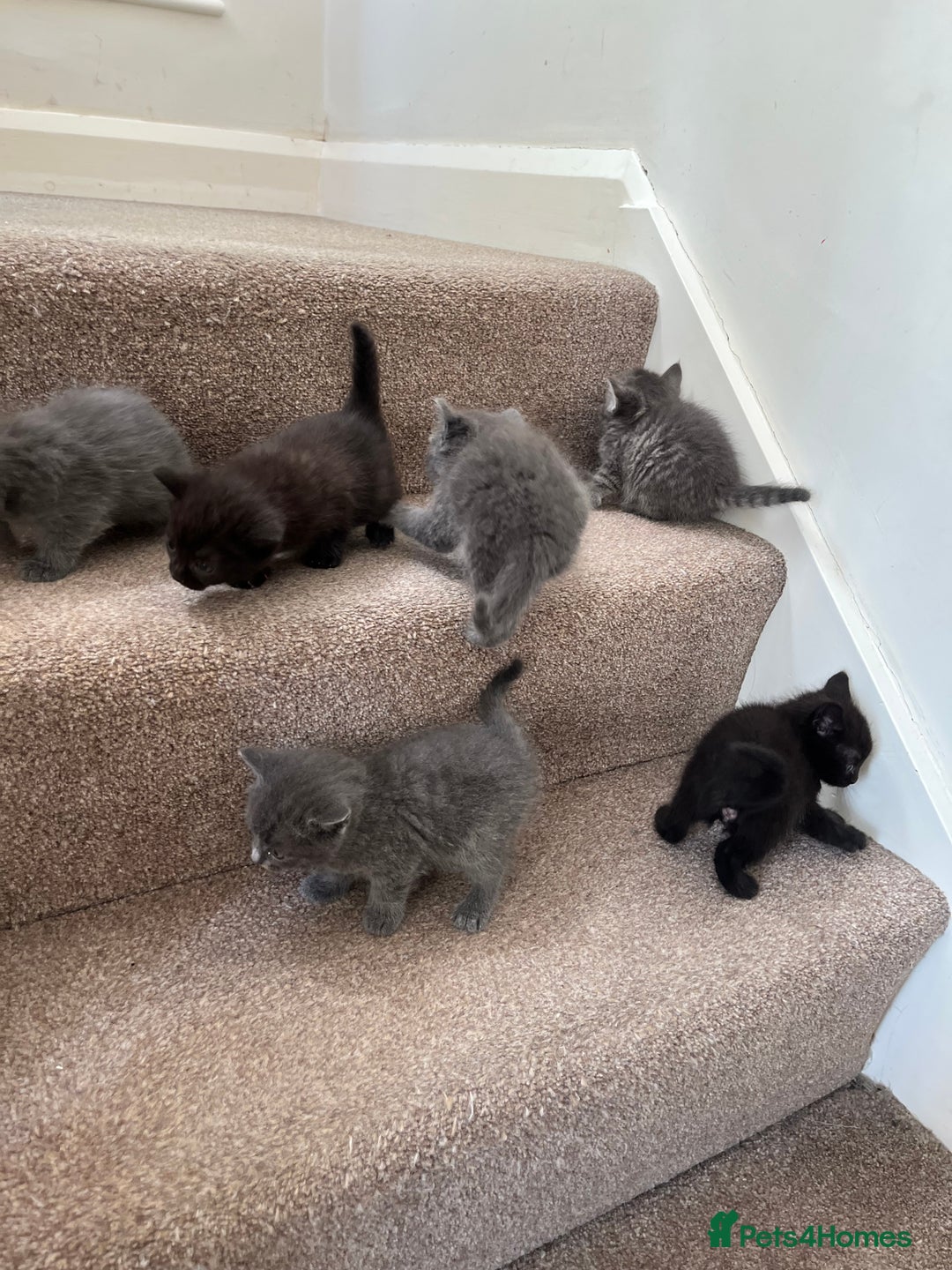 British Shorthair cats for sale: Grey & Black kittens for sale  - Image 5