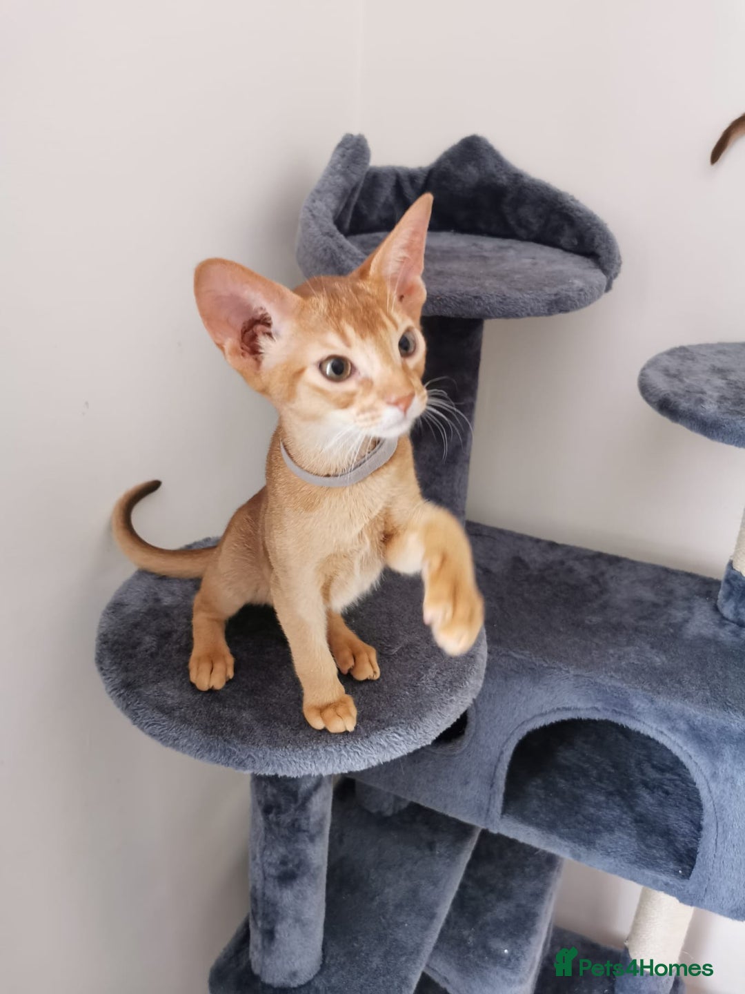 Abyssinian cats for sale: Available NOW 🤩Abyssinian kittens 😍 in Lincoln - Image 11