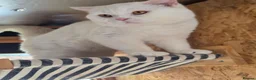 British Shorthair cats for stud: 🤍 PROVEN White British Shorthair Stud Service 🤍 - Advert 14