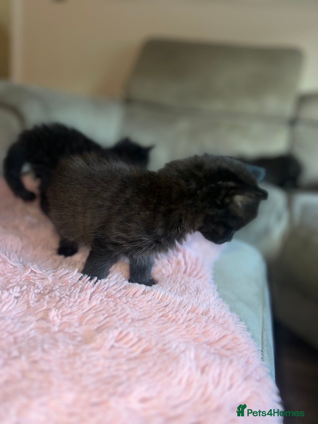 Norwegian Forest Cat cats for sale: Norwegian forest/ Bombay kittens  - Image 2