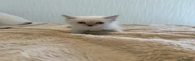 Ragdoll Kitten 4