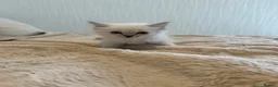 Ragdoll cats for sale: Purebred Ragdoll Kittens in Lytham Saint Annes - Advert 4