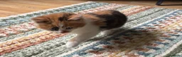 Mixed Breed cats for sale: 4 beautiful kittens for sale  in Slough - Advert 5
