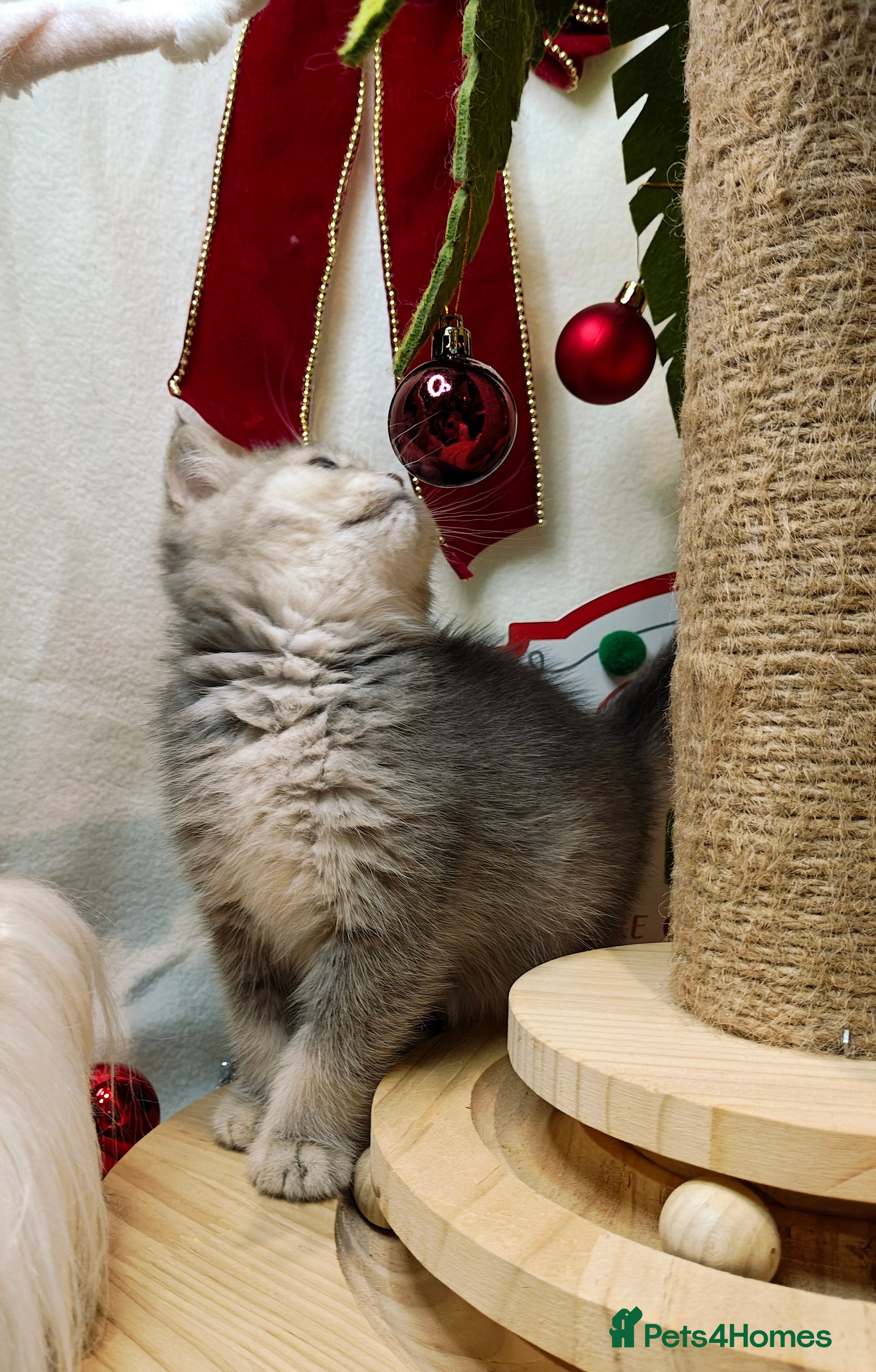 British Shorthair cats Blue, chocolate golden girls  - Advert 8