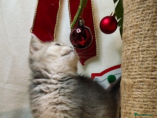 British Shorthair cats Blue, chocolate golden girls - Advert 8