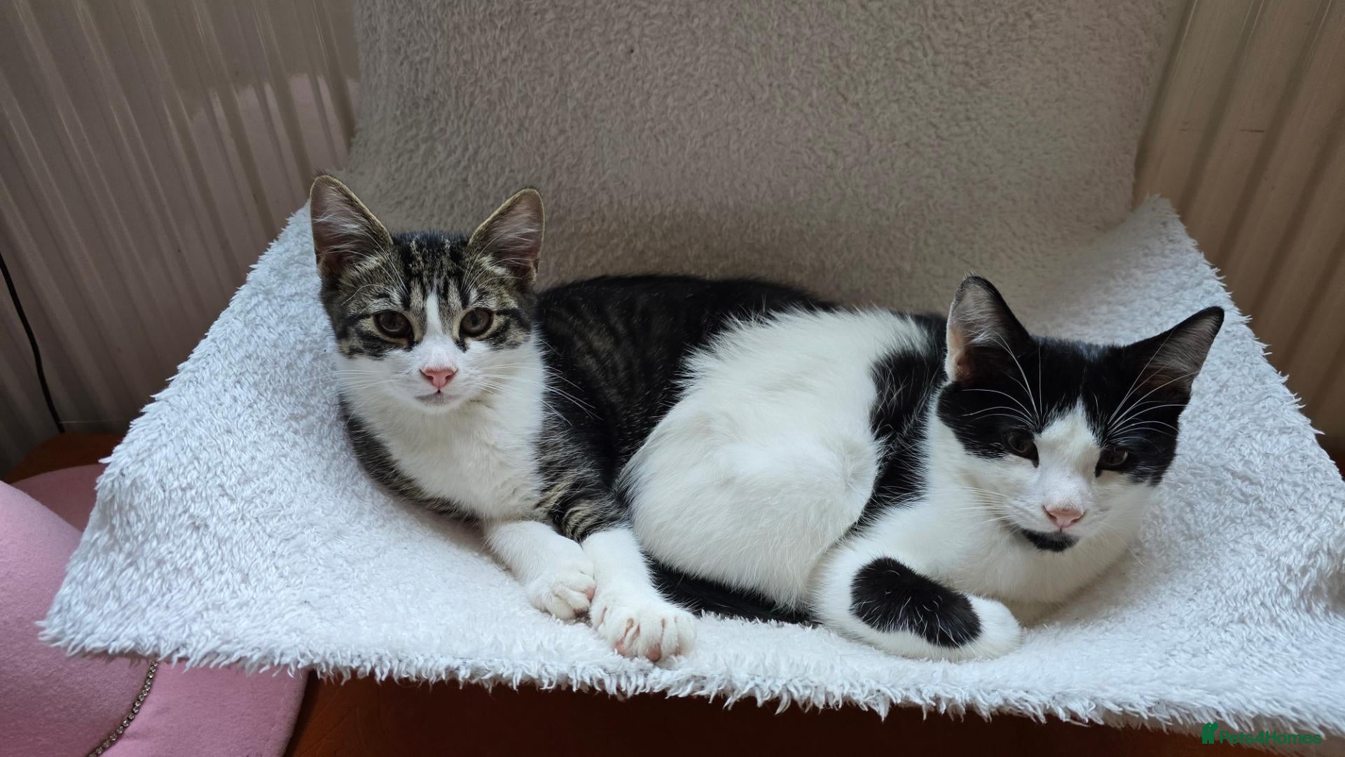 Mixed Breed cats Beautiful, healthy and playful kittens - Advert 6