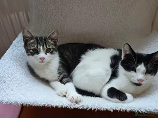 Mixed Breed cats Beautiful, healthy and playful kittens - Advert 2