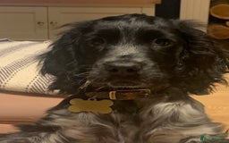 Cocker Spaniel dogs for sale: Loving Cocker Spaniel looking for adult only home  - Image 8