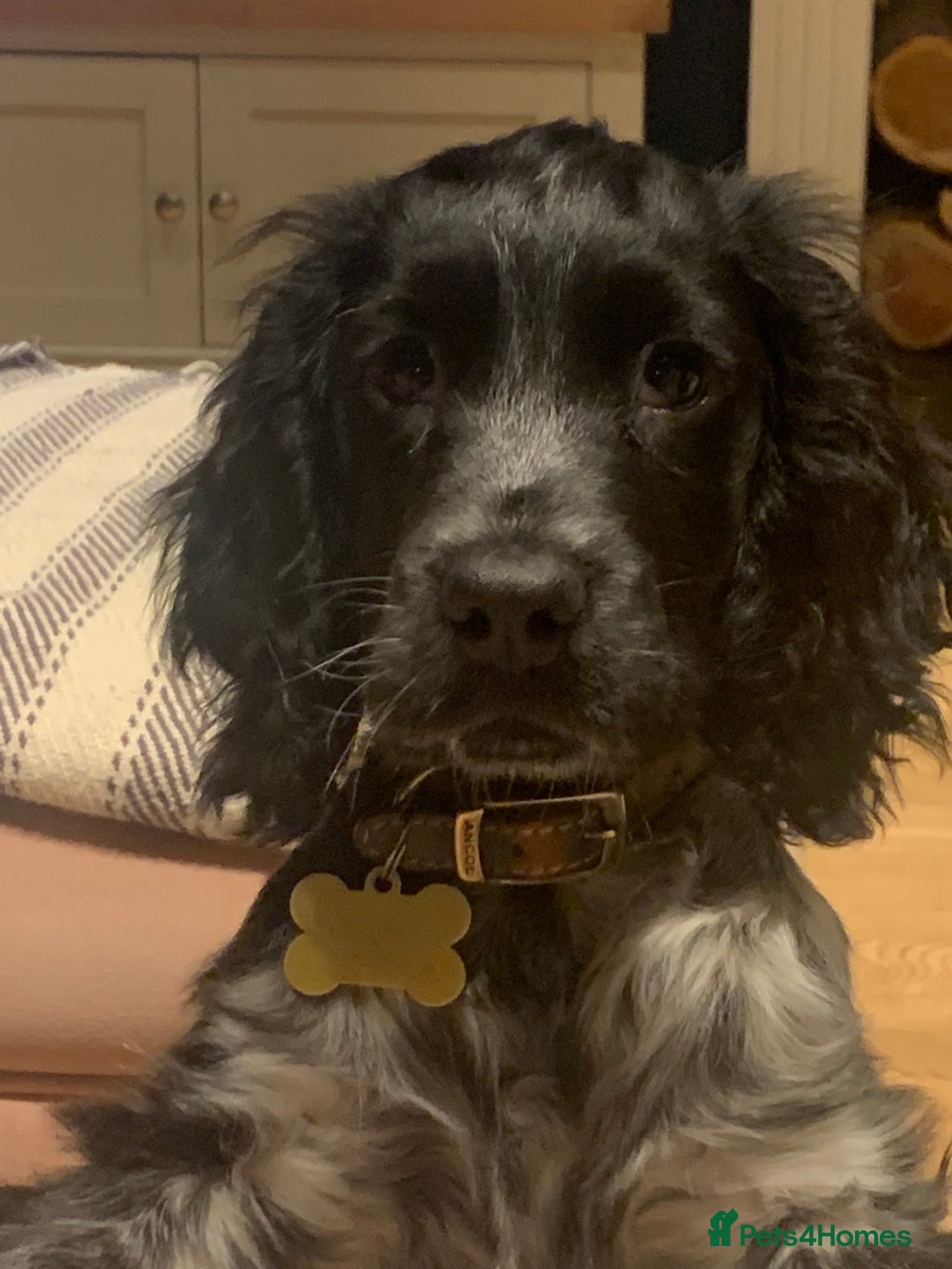 Cocker Spaniel dogs for sale: Loving Cocker Spaniel looking for adult only home  - Image 8