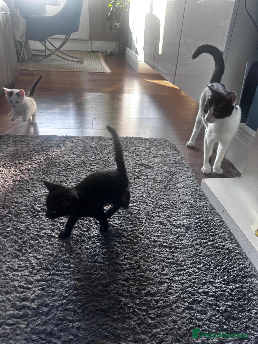 Turkish Angora cats for sale: 2 Turkish anagora X Bombay kittens - Image 9