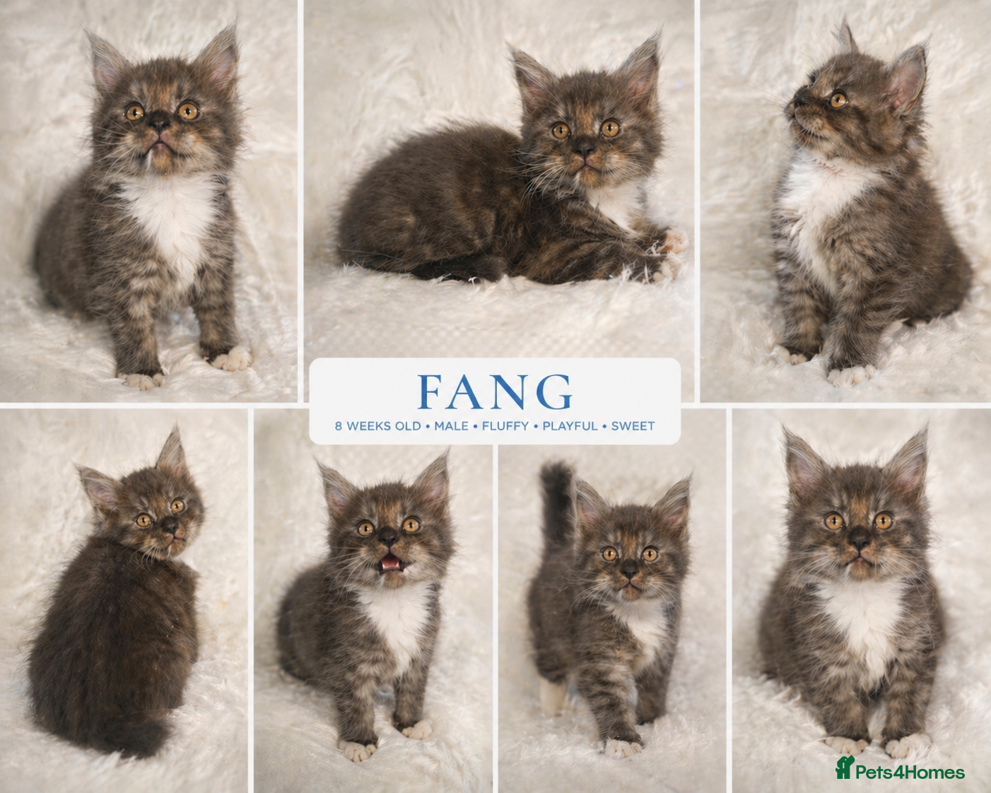 Maine Coon cats Maine Coon kittens  - Advert 2