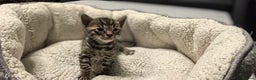 Bengal cats for sale: Bengal babies  - Advert 14