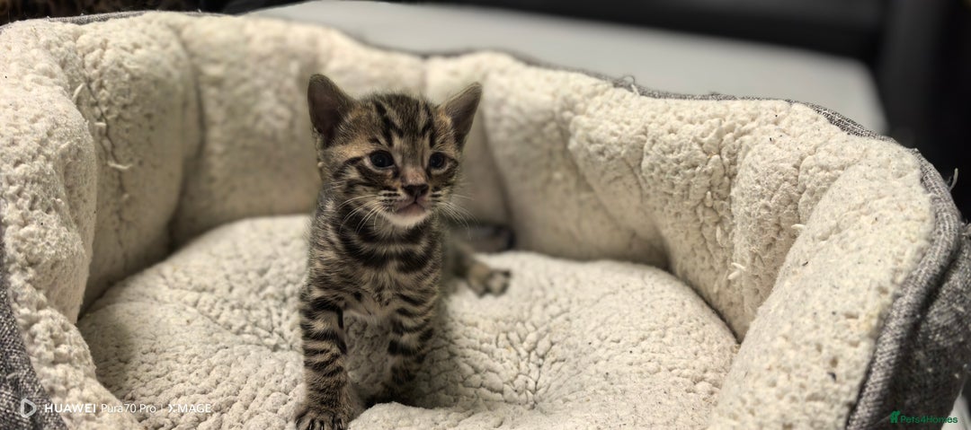 Bengal cats for sale: Bengal babies  - Advert 14