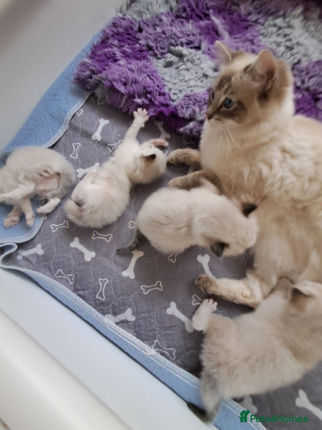 Ragdoll cats for sale:  2 female beautiful Ragdoll kittens left - Image 9