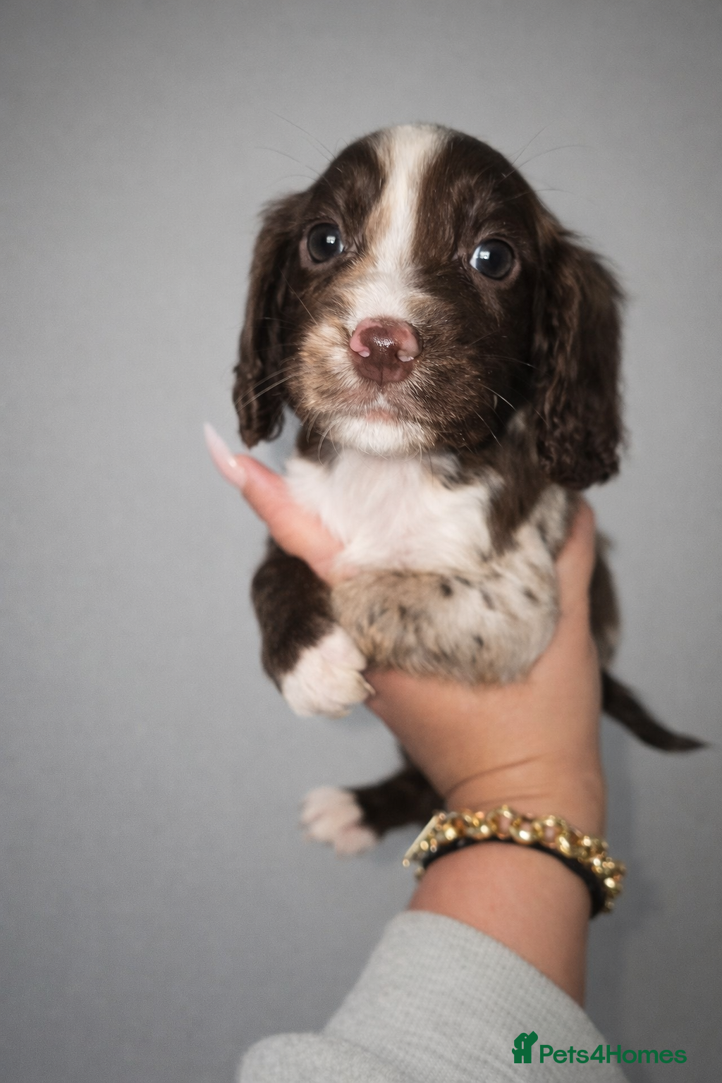 Cocker Spaniel dogs 🐾 Stunning merle Cocker Spaniels - 2 available🐾  - Advert 8
