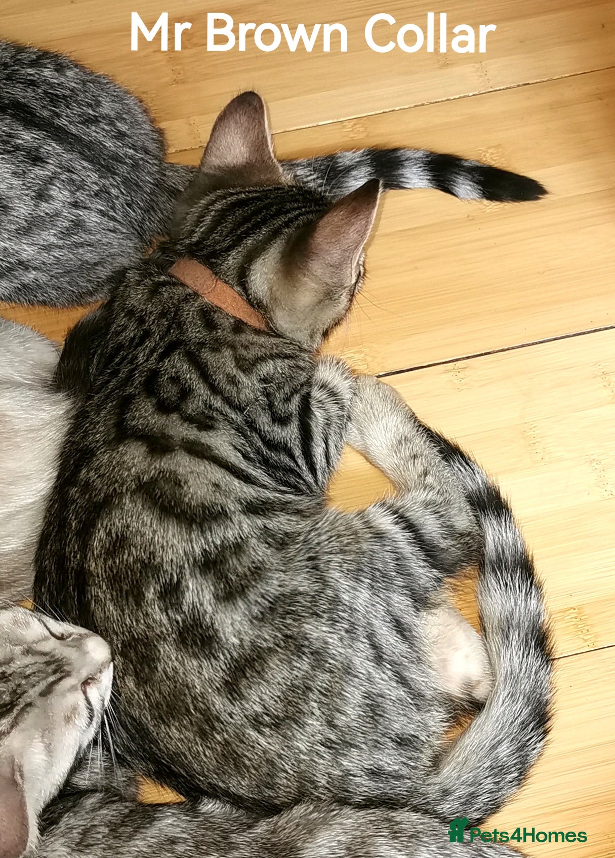 Bengal cats  Silver, Snow & brown Spotted Bengal Kittens - Advert 2