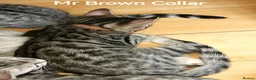Bengal cats for sale:  Silver, Snow & brown Spotted Bengal Kittens - Advert 20