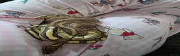 Snake reptiles for sale: 3 female 1 male  - Advert 13